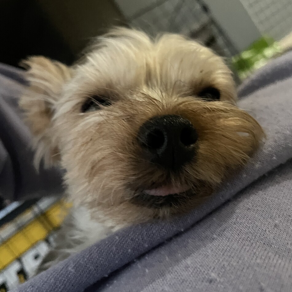 シルクのカバー写真