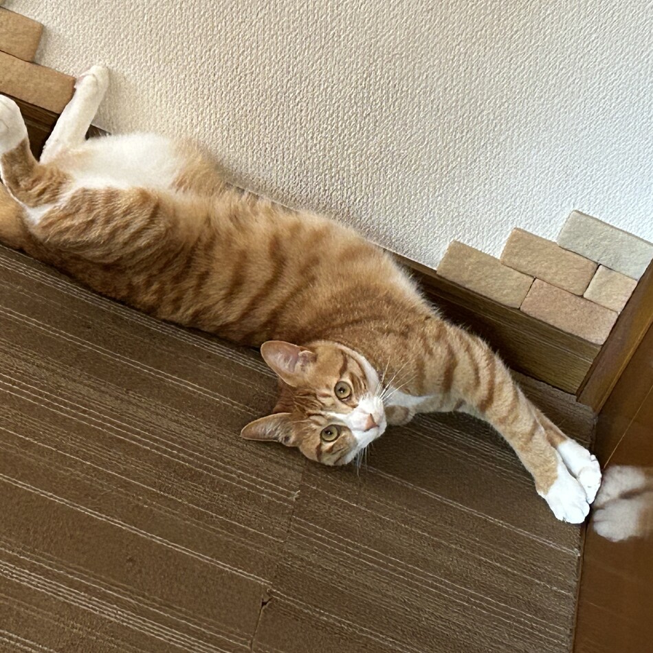 サンのカバー写真