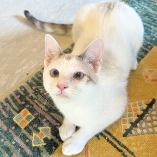 天真爛漫！さくらちゃん6ヶ月