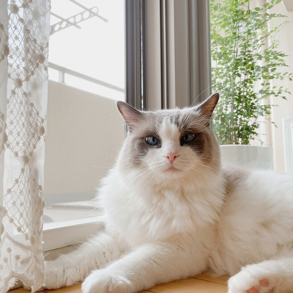 ほたてのカバー写真