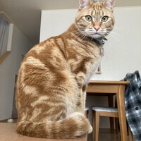 ラム