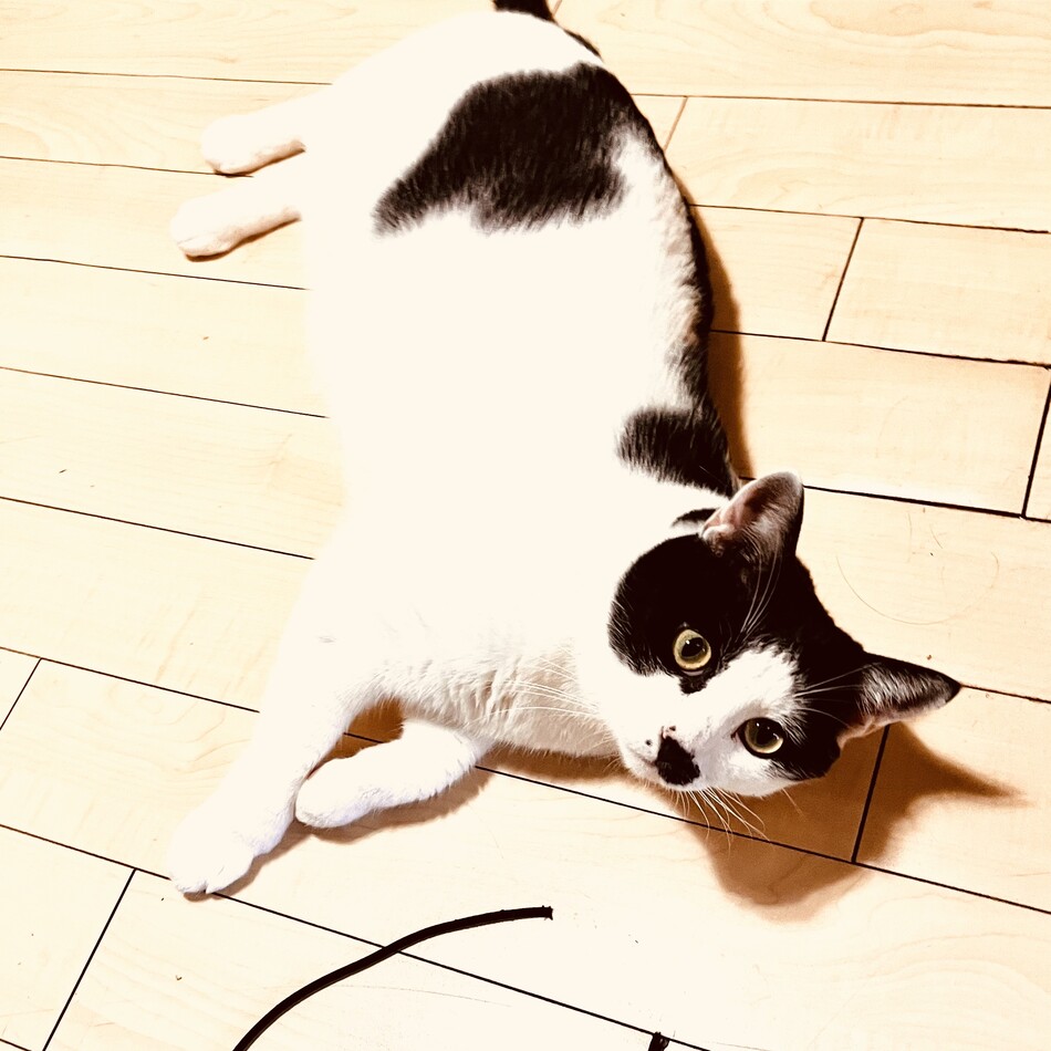 大吉のカバー写真
