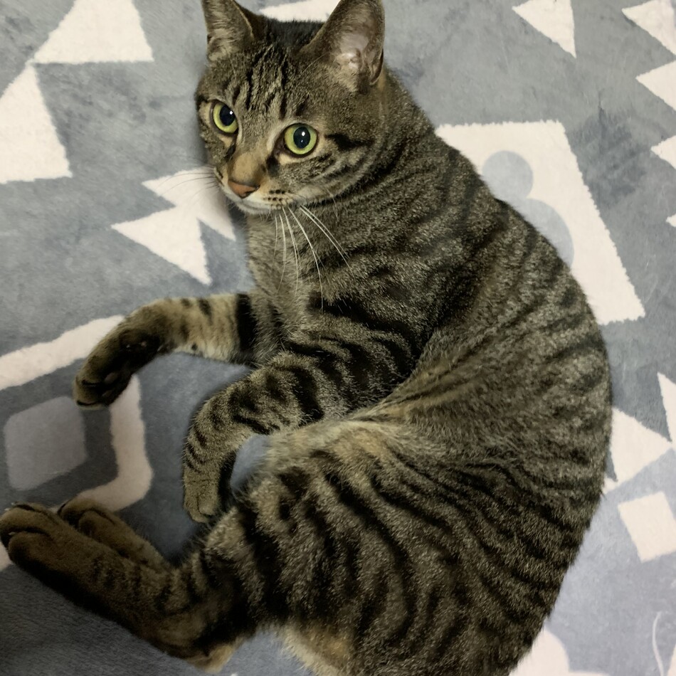ネーロのカバー写真