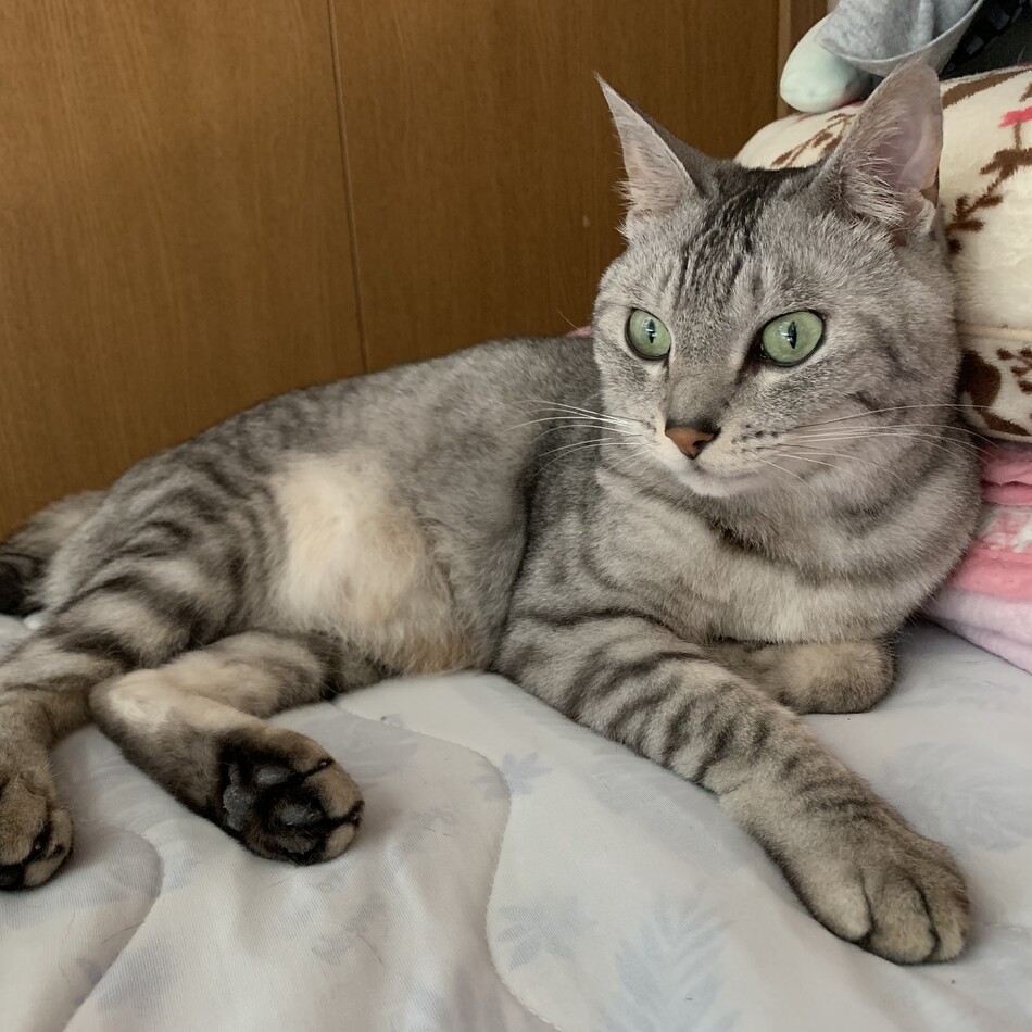 シンザのカバー写真