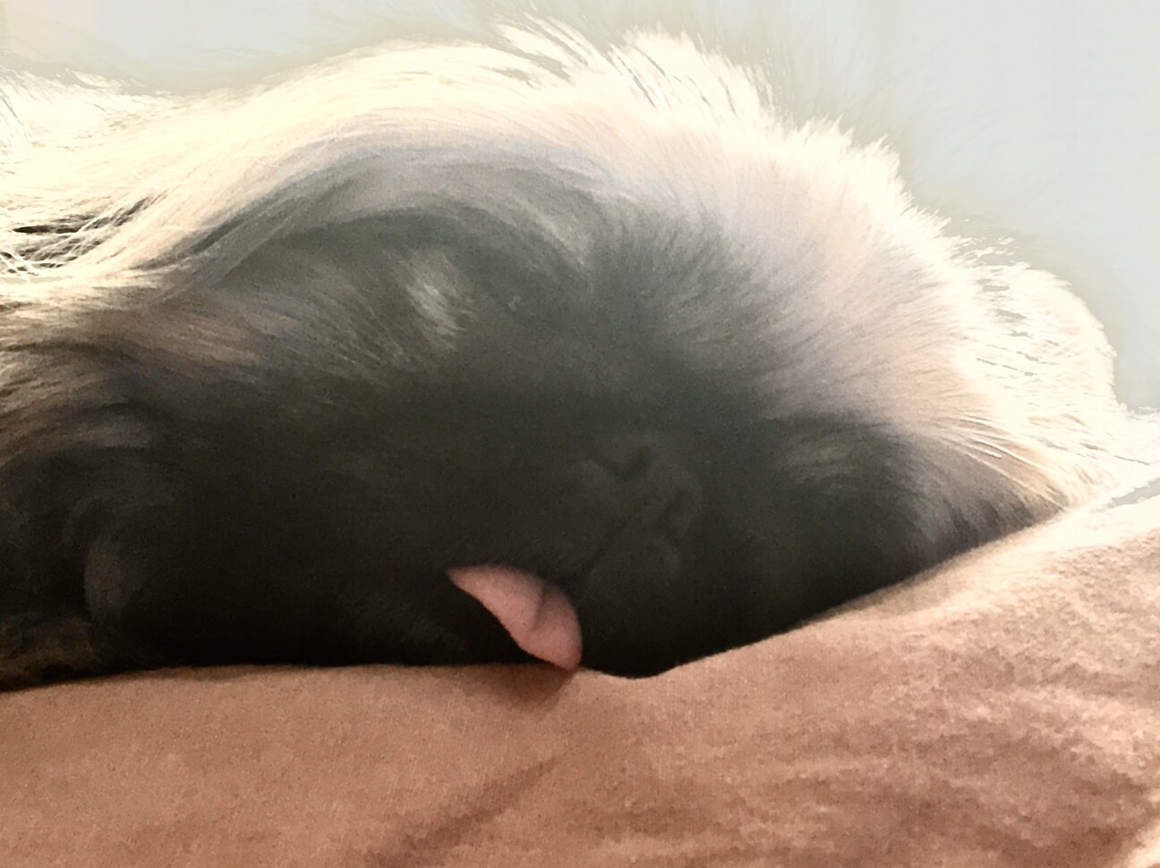 どろろん