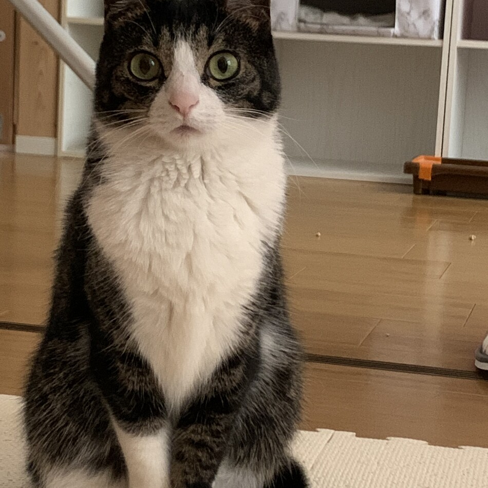 モモのカバー写真
