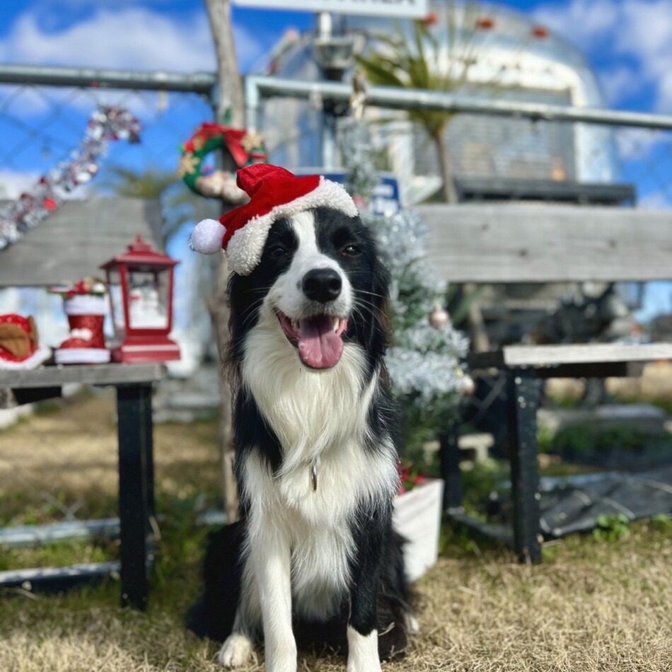 リリーのカバー写真