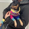体重5kgくらい。小型犬です。
