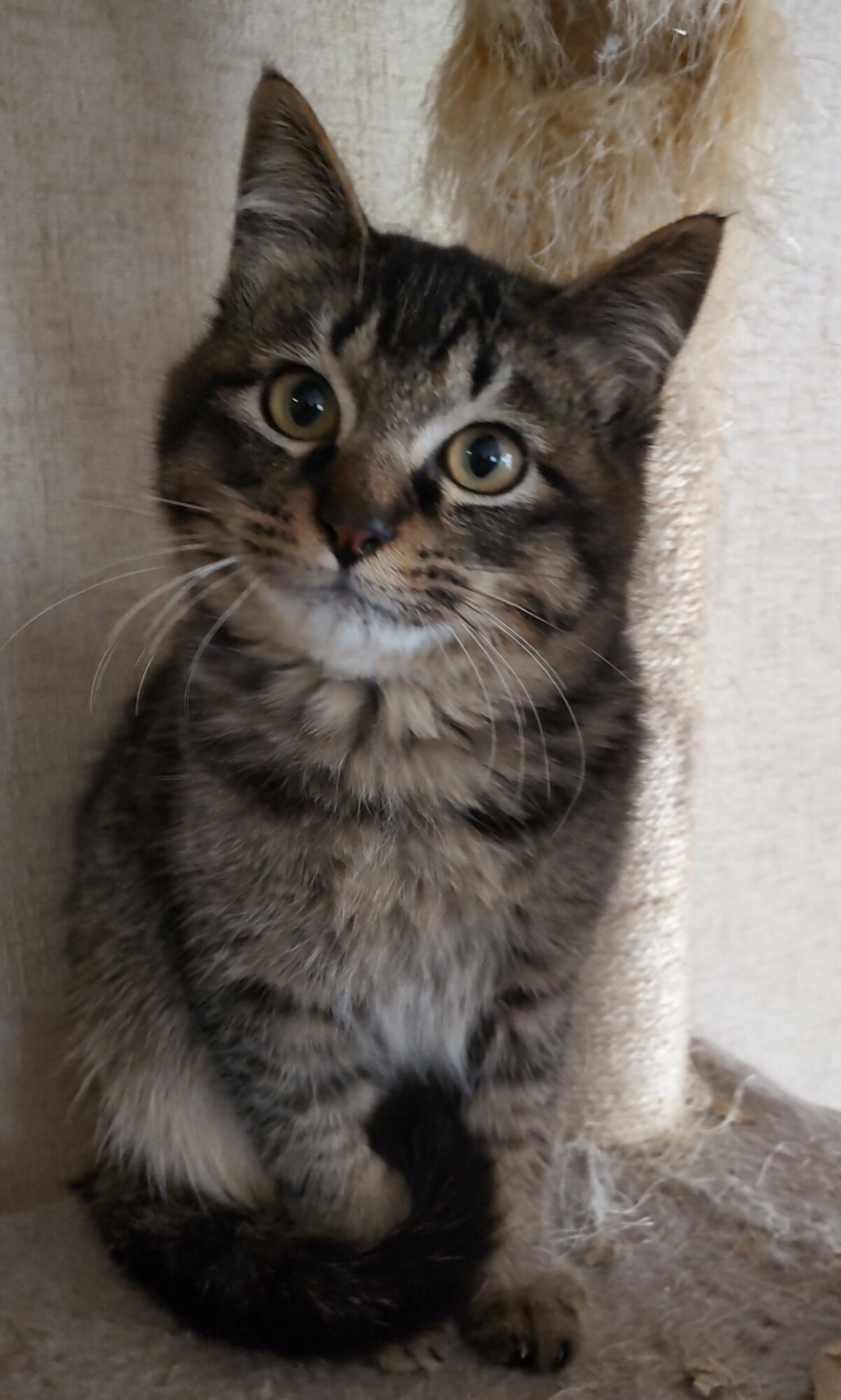 アビシニアン風のキジトラです サムネイル1