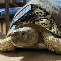 しずく