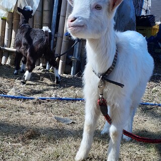 子やぎ　メス白、黒