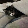 の写真
