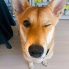 穏やかな柴犬ミックスが新しい家庭を探しています。 サムネイル2