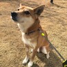 穏やかな柴犬ミックスが新しい家庭を探しています。 サムネイル3