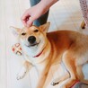 穏やかな柴犬ミックスが新しい家庭を探しています。 サムネイル4