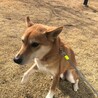 穏やかな柴犬ミックスが新しい家庭を探しています。 サムネイル5