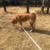 穏やかな柴犬ミックスが新しい家庭を探しています。 サムネイル6