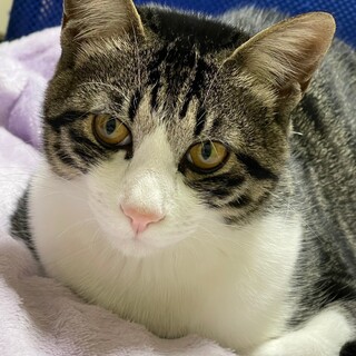 ハチワレ君の家族を探しています