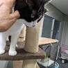 飼い猫さんだったおしんちゃん サムネイル2