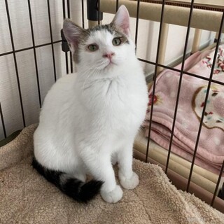 人間大好き、猫も好き　優しさいっぱいゆきち