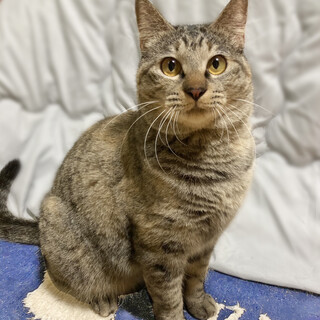 毛並みモフモフ♪ムチムチで可愛い『くるみちゃん』