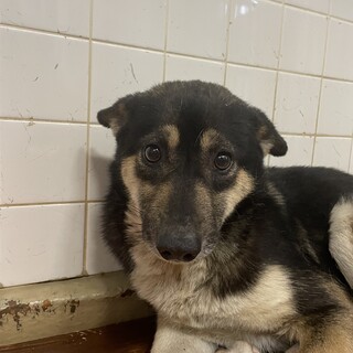 保健所収容され期限が迫っています！