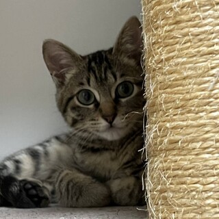 きじこねこオス