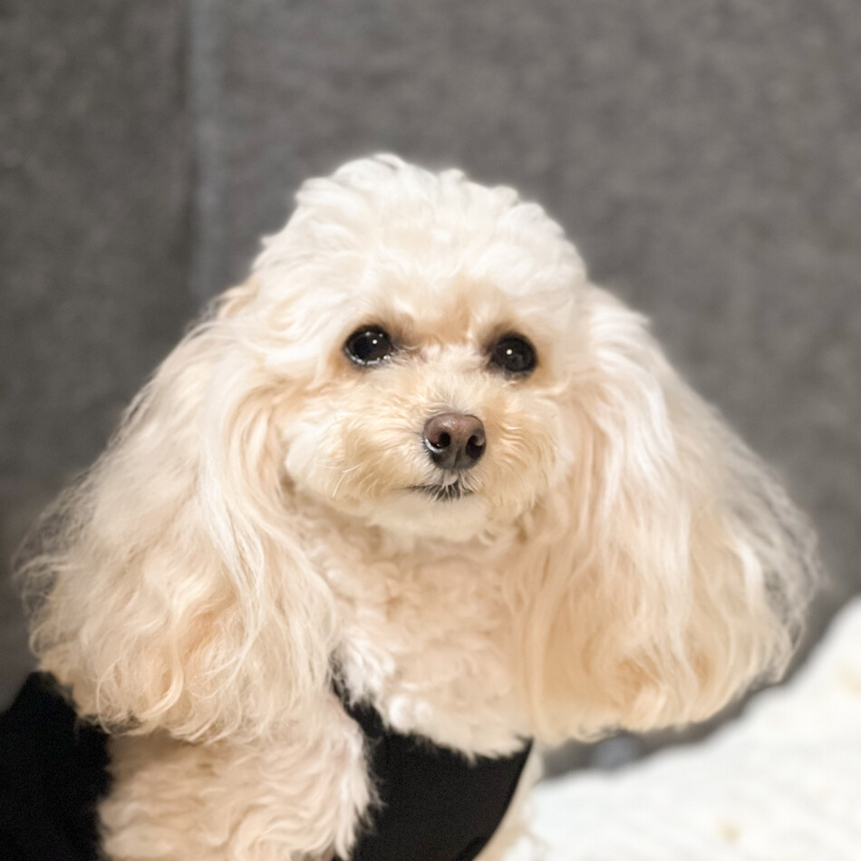 シェリーのカバー写真