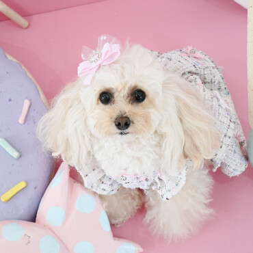 シェリーの写真