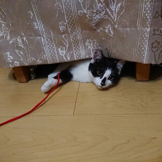 素敵な里親さんに迎えていただきました！