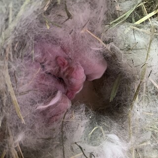 うさぎの里親募集