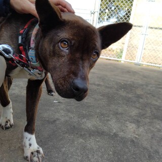 【収容中】心のケアが必要なわんこです【長崎県外可】