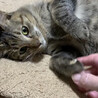 おっとり控えめな甘えたさんです！ サムネイル4