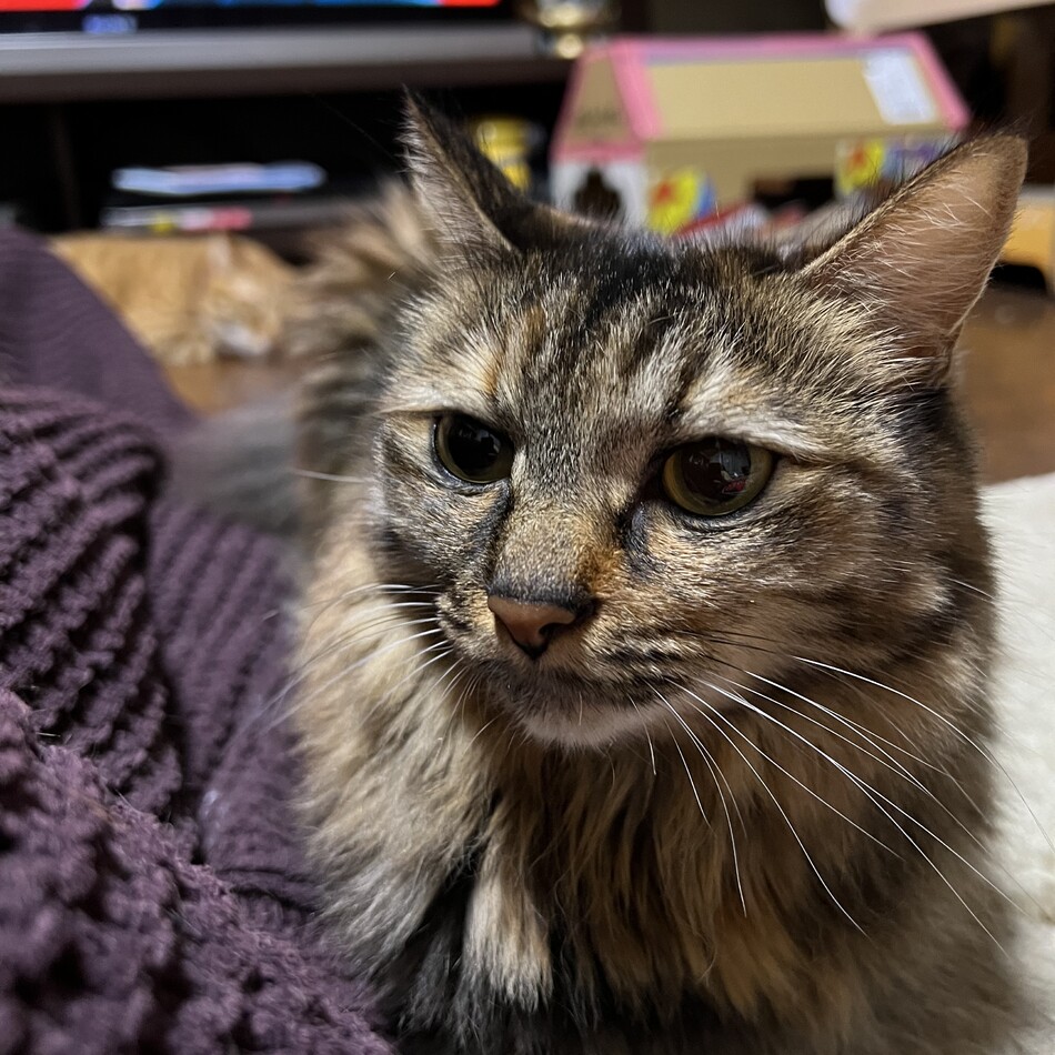 もちのカバー写真