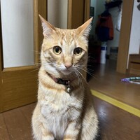 ぶー