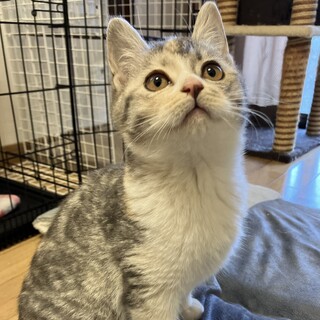 (お話中)子猫✨パステル三毛✨生後5ヶ月くらい