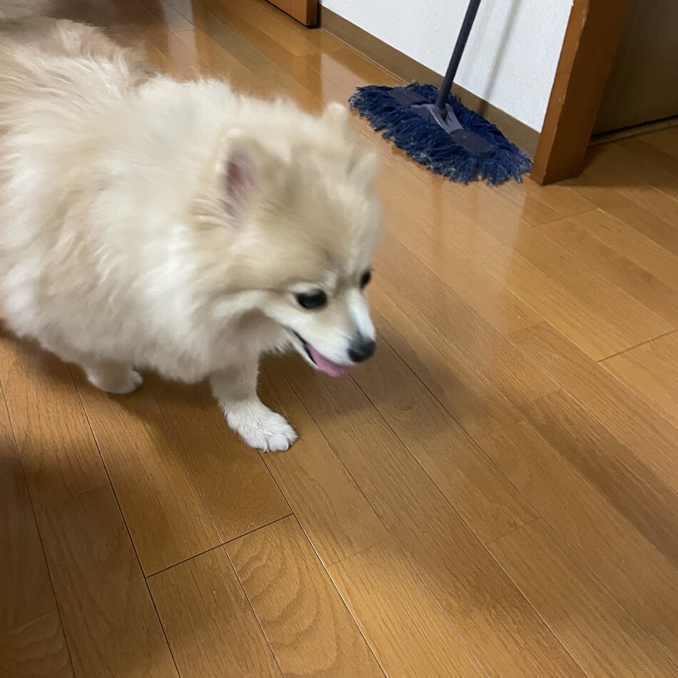 アキのカバー写真