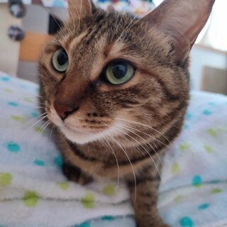 お膝に乗ってきます／成猫ムギワラの女の子