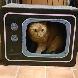 「琴ちゃんねる」サムネイル1