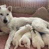 紀州犬　ショータイプの男の子達 サムネイル7