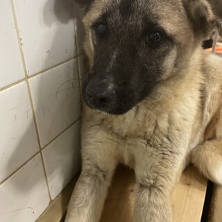 保健所収容です、期限15日までです！