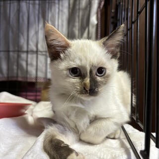 可愛いシャム系の女のコ