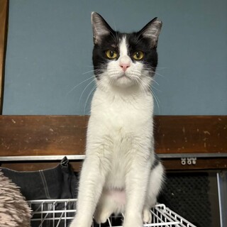 黒白の甘えん坊な女のコ