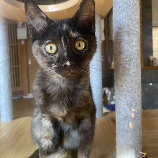 3ヶ月 サビ　猫 女の子