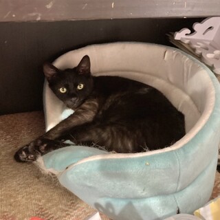 可愛い黒猫男の子ダン君