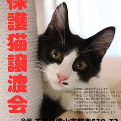 【流山市】2/24（土）こんどう動物病院保護猫譲渡会 サムネイル1