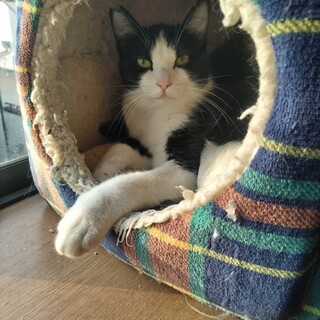 マイケル　ハチワレ男子こねこ