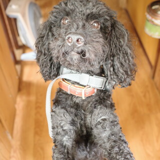 トイプードル2歳！緊急募集です。