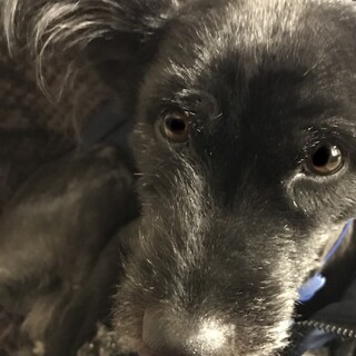 【急募】2匹とも飼育可能な方探してます