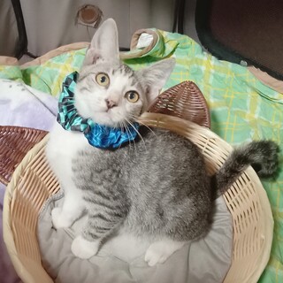 公園に遺棄されていた子。超甘えん坊！去勢手術済